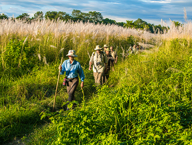 Walking Sticks